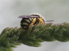 Pseudoanthidium