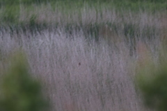 Panurus biarmicus