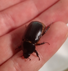 Xyloryctes jamaicensis