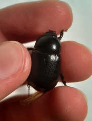 Xyloryctes jamaicensis