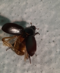 Xyloryctes jamaicensis