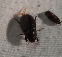 Xyloryctes jamaicensis