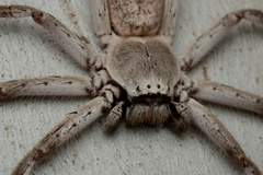 Isopedella conspersa