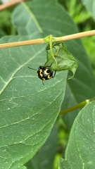 Gallerucida bifasciata