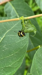 Gallerucida bifasciata