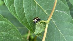 Gallerucida bifasciata