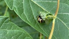 Gallerucida bifasciata