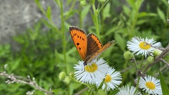 Lycaena dispar