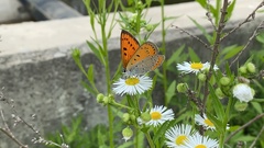 Lycaena dispar