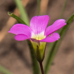 Oxalis smithiana