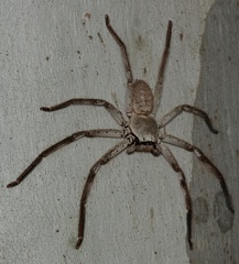 Isopedella conspersa