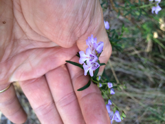 Prostanthera linearis