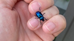 Chrysochus chinensis