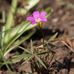 Oxalis smithiana