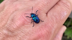 Chrysochus chinensis