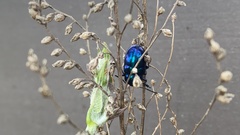 Chrysochus chinensis