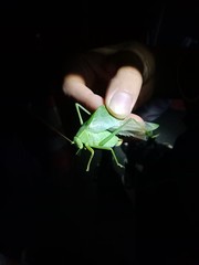 Ruidocollaris sinensis