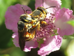 Icteranthidium grohmanni