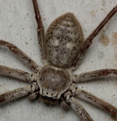 Isopedella conspersa