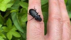 Coleoptera