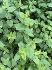 Teucrium scorodonia