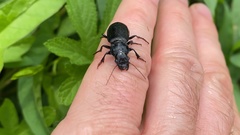 Coleoptera