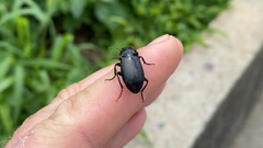 Coleoptera