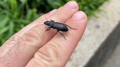 Coleoptera