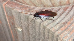 Periplaneta japonica