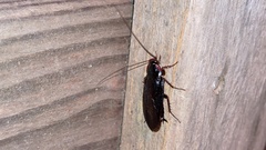 Periplaneta japonica