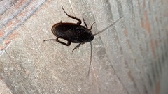 Periplaneta japonica