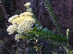 Cassinia denticulata