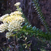 Stiff Cassinia - Photo (c) lantana, some rights reserved (CC BY-NC)