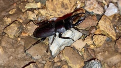 Dorcus rectus