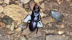 Dorcus rectus