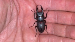 Dorcus rectus