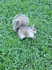 Sciurus carolinensis
