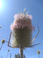 Dipsacus comosus