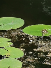 Lissotriton vulgaris