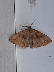 Phalaenostola eumelusalis