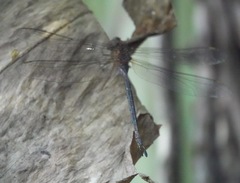 Gynacantha subinterrupta