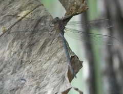 Gynacantha subinterrupta