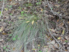 Festuca californica