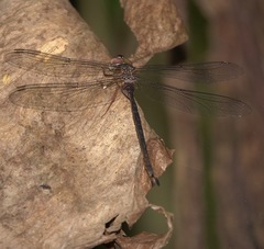 Gynacantha subinterrupta