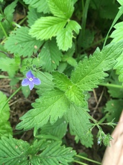 Veronica chamaedrys