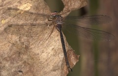 Gynacantha subinterrupta