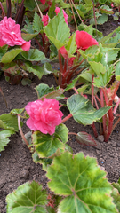 Begonia × tuberhybrida