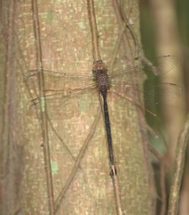 Gynacantha subinterrupta