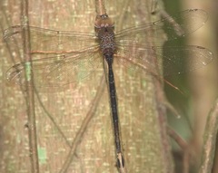 Gynacantha subinterrupta