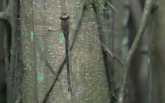 Gynacantha subinterrupta